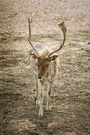 Horned deer looking for food in the forestの写真素材
