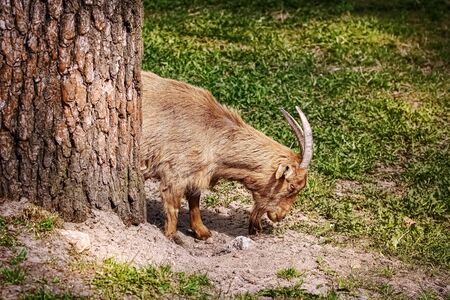 Goat with big horns on the grassの写真素材