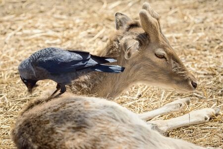 Crow Collects Wool for a Nest from the Dorsum of a Deerの写真素材