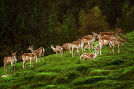 Deers on the Slope of a Hill near the Forestの写真素材