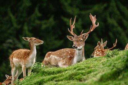 Deer Grazing near the Forest on the Slope of a Hillの写真素材
