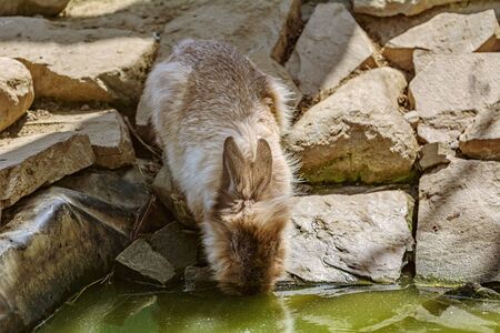 Rabbit drinks water from the pondの写真素材