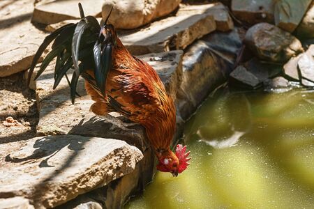 Rooster drinks water from the pondの写真素材