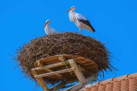 Storks in the nest at the rooftopの写真素材