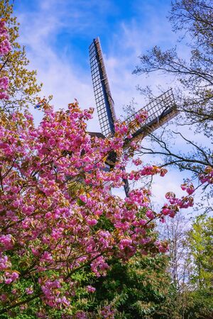 Spring in the Netherlands. Flowers and windmillの写真素材