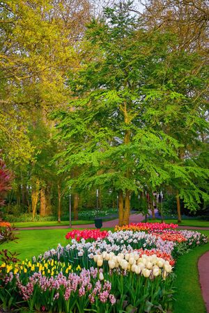Spring in the park. Lisse, the Netherlands.の写真素材