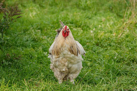 Chicken in the poultry yardの写真素材