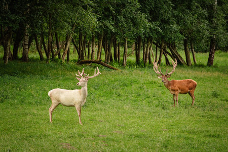 White deer at the green lawnの写真素材