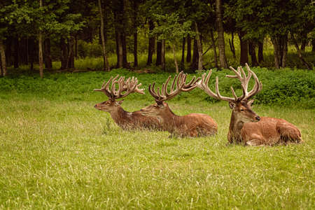 Deers with big horns resting near the forestの写真素材