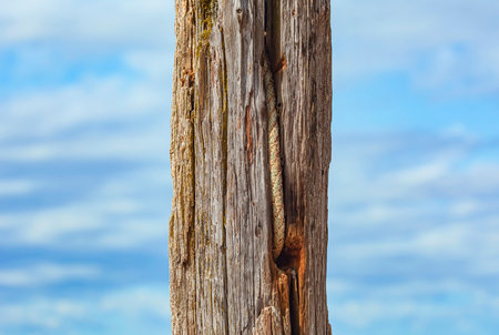 old cracked log against the skyの写真素材