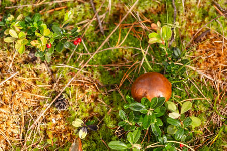 Autumn in the forest. Mushroom in the forestの写真素材