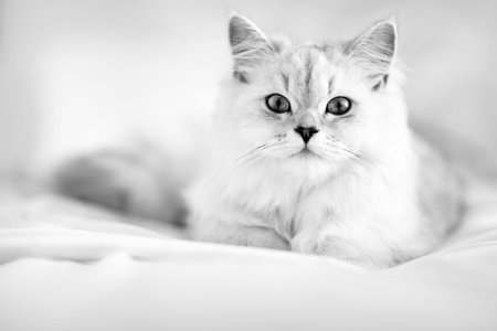 kitty cat laying in the bed