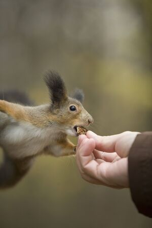 squirrelの写真素材