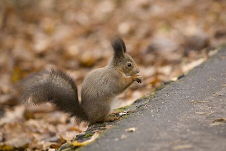 squirrelの写真素材