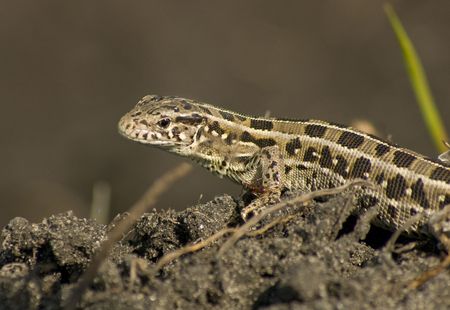 Lizard smallの写真素材