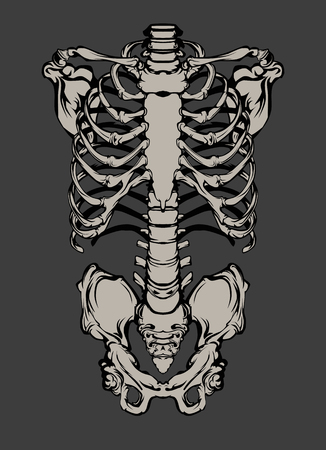 Hand drawn line art anatomically correct human ribcage. White over black background vector illustration. Print design for t-shirt or halloween costumeのイラスト素材