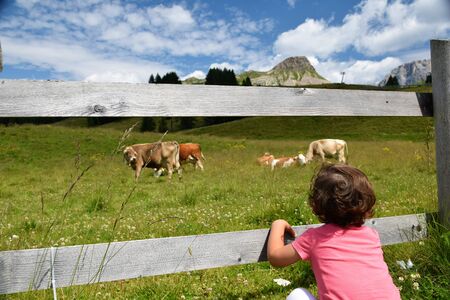 Grazing cowsの写真素材