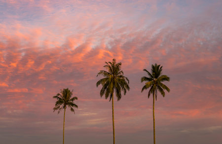 Picture like a postcard with three nice big palms