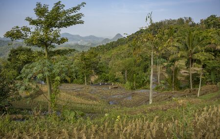 Local farmers near rural remote village working in terraced rice paddies using big buffalo animals as a toolの写真素材