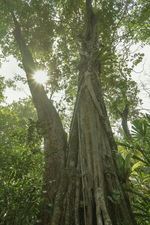 Sunlight breaking through a tall high massive old tree in a untouched lush forest in Banten, Java, Indonesiaの写真素材
