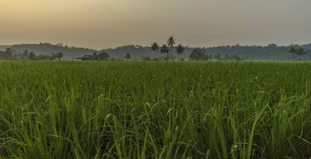 Tall palms surrounded by vibrant green rice fields in early hazy morning taken in Sawarna, Banten, Java, Indonesiaの写真素材