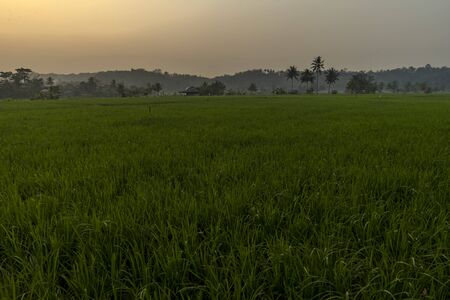 Pink sunrise in rice paddy farm land and high palms in the middle seen in Sawarna village, Banten, Java, Indonesiaの写真素材