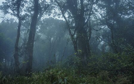 Cloudy tropical jungle high altitude forest seen when climbing Slamet volcano in central Java, Indonesiaの写真素材