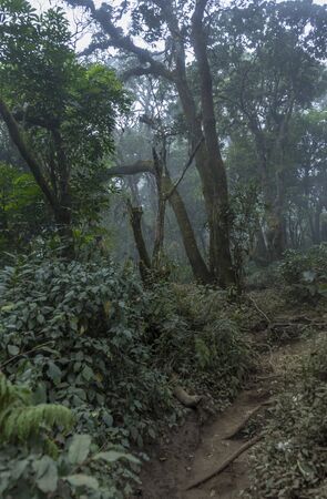 Pristine tropical rainforest jungle trail on Slamet volcano in central Java, Indonesia. Many animals and birds aroundの写真素材