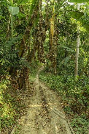 Path in tropical forest like a jungle through local villagers plantations with banana tree visible in Sawarna, Bantenの写真素材