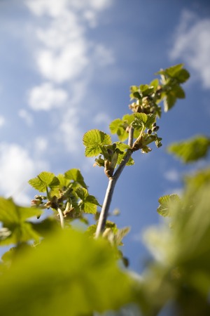 currant branch with young green leaves on the blue sky in the early springの写真素材