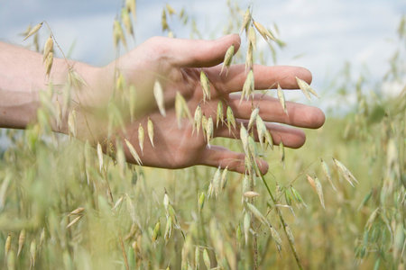 the hand of the farmer gently touches the ripe ears of oats