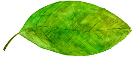 leaves illustration with natural textureの写真素材