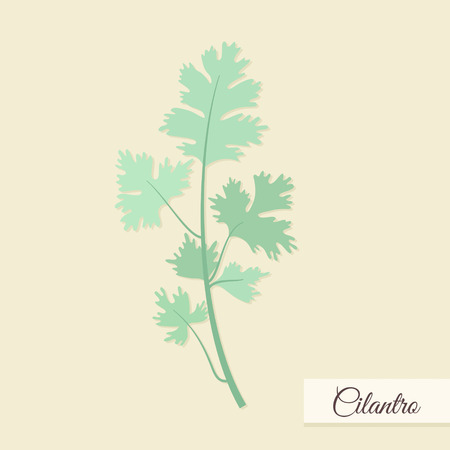 Herbs for cooking. Cilantro bunch vector illustrationのイラスト素材