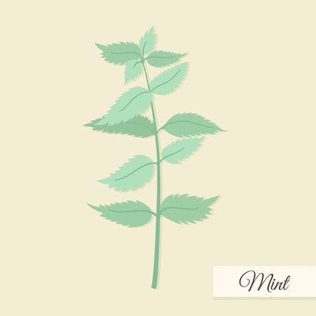 Herbs for cooking. Mint bunch vector illustrationのイラスト素材