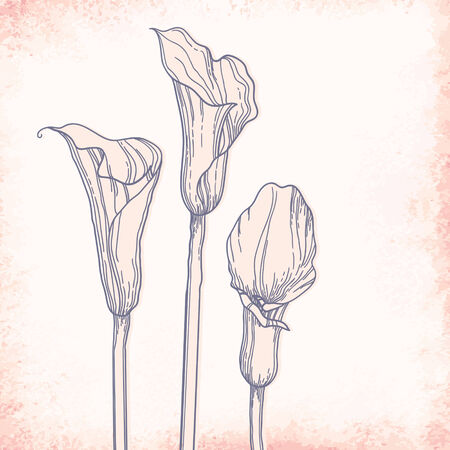 Calla outline drawing. Elegant vector backgroundのイラスト素材