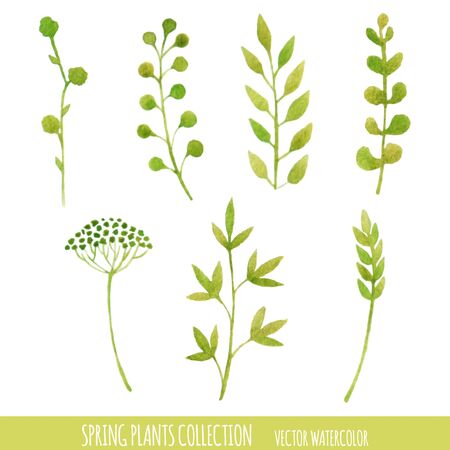 Vector watercolor spring plants collection. Floral design elements. Isolated.のイラスト素材