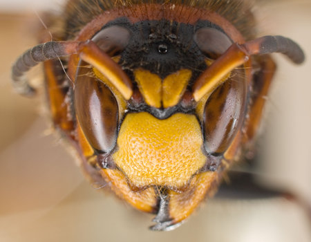 Macro of head of hornet