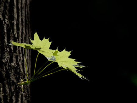 Leaves of maple in light