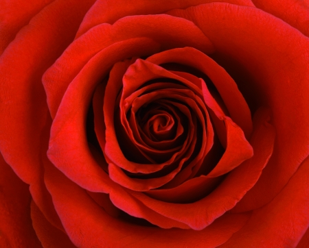 red rose isolated on white backgroundの写真素材