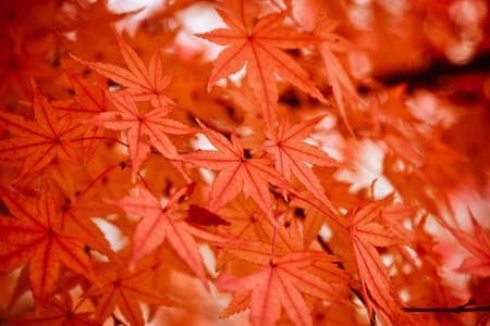 Autumn backgroundの写真素材