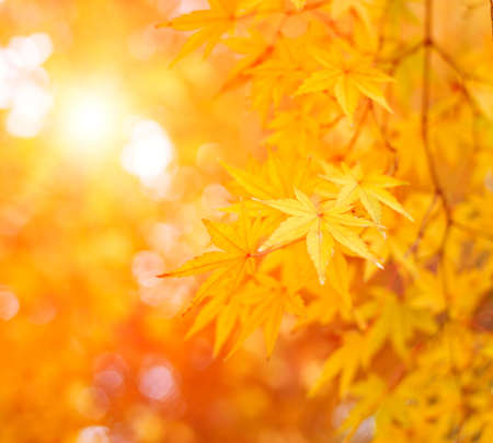 Autumn backgroundの写真素材