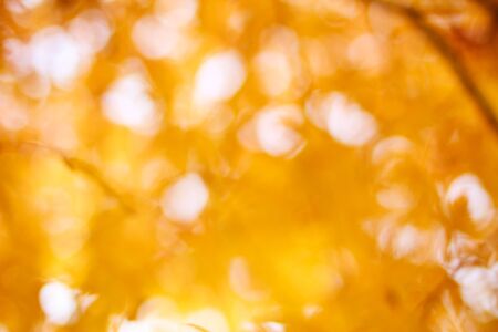 Autumn backgroundの写真素材