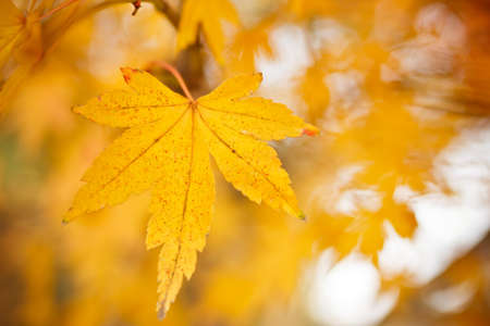 Autumn backgroundの写真素材