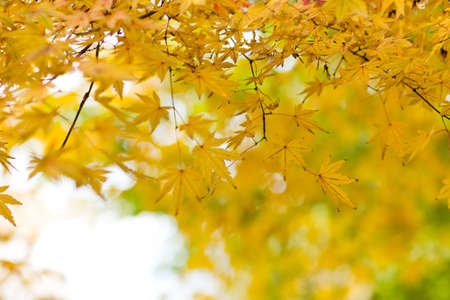 Autumn backgroundの写真素材