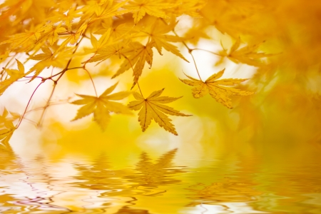 Autumn backgroundの写真素材