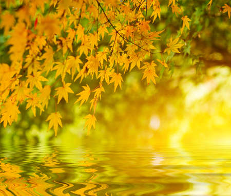 Autumn backgroundの写真素材