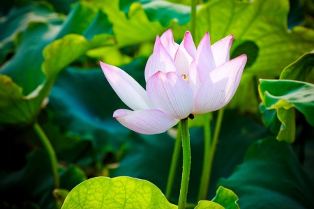 Lotus and lotus ponds  The lotus pond の写真素材