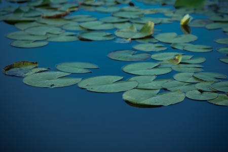 Lotus and lotus ponds  The lotus pond の写真素材