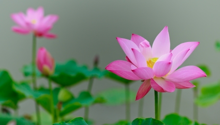Lotus and lotus ponds. The lotus pond.の写真素材