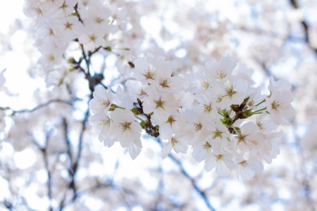 blooming cherry tree in springの写真素材
